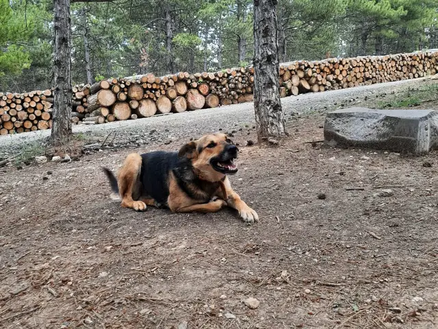 Behlül adlı köpeğin fotoğrafı