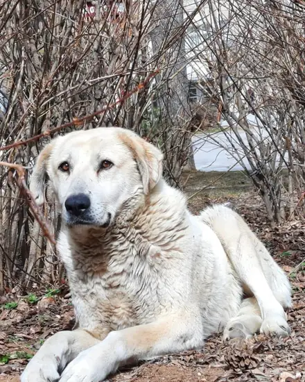 Beyaz adlı köpeğin fotoğrafı