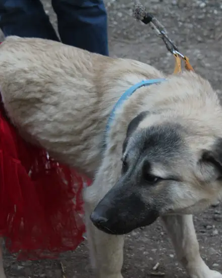 Boza adlı köpeğin fotoğrafı