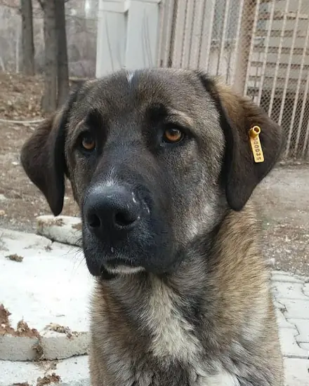 Çavuş adlı köpeğin fotoğrafı