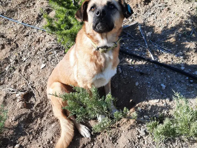 Clara adlı köpeğin fotoğrafı