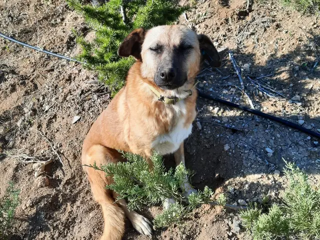 Clara adlı köpeğin fotoğrafı