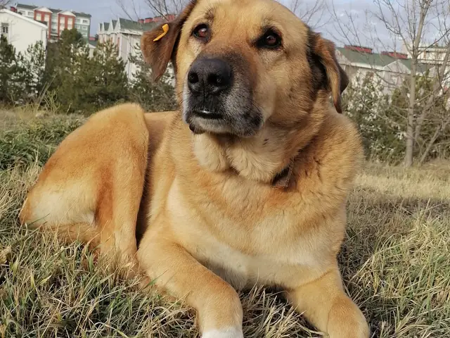 Çomar adlı köpeğin fotoğrafı