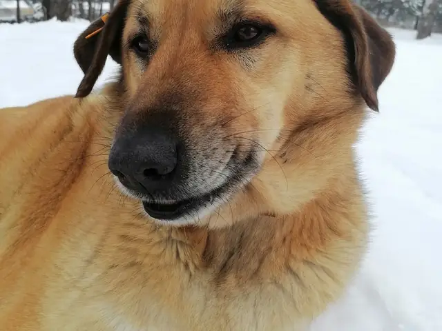 Çomar adlı köpeğin fotoğrafı