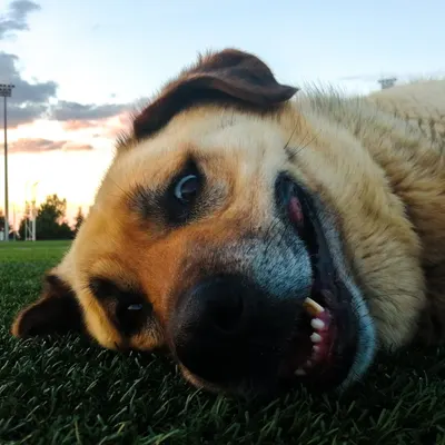 Çomar adlı köpeğin fotoğrafı