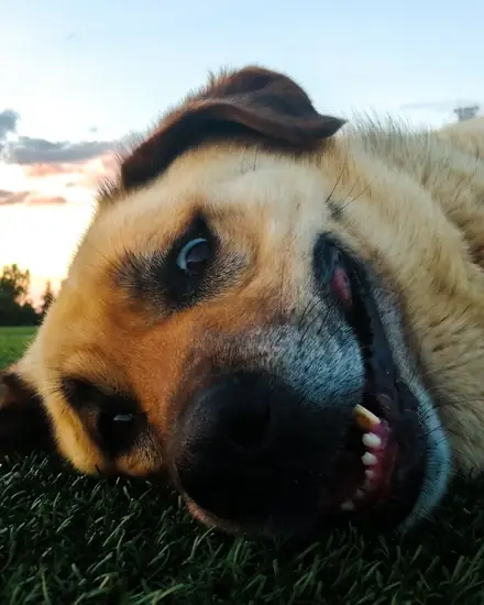Çomar adlı köpeğin fotoğrafı