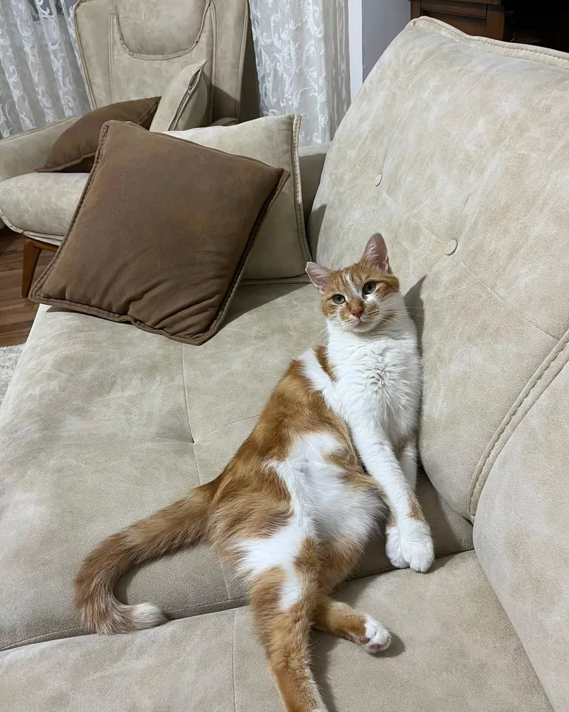 Demet adlı kedinin fotoğrafı