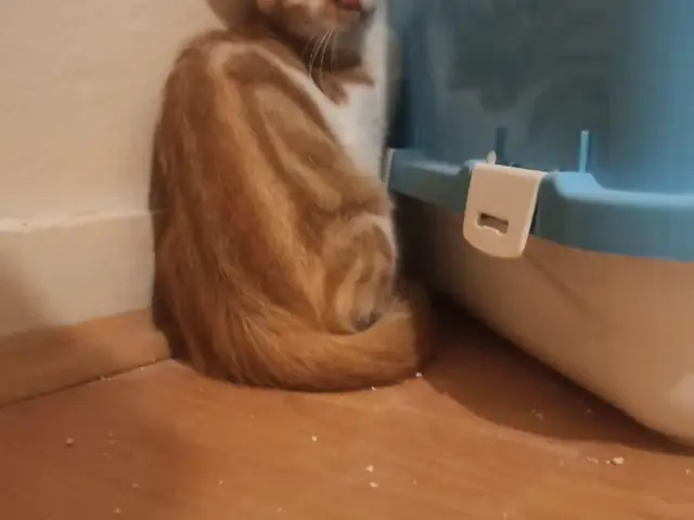 Demet’in ilk günleri