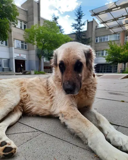 Diken adlı köpeğin fotoğrafı