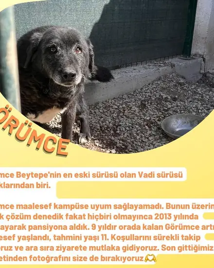 Efe adlı köpeğin fotoğrafı