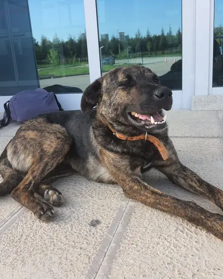 Ferdi adlı köpeğin fotoğrafı