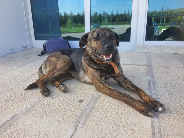 Ferdi adlı köpeğin fotoğrafı