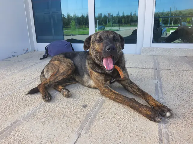 Ferdi adlı köpeğin fotoğrafı