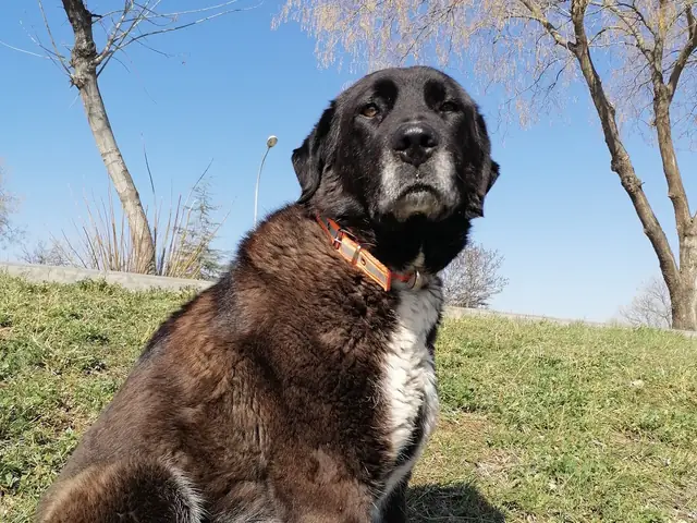 Gölge adlı köpeğin fotoğrafı