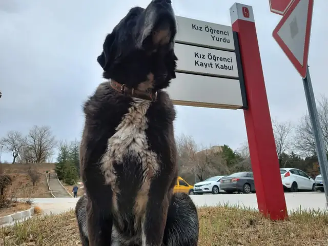 Gölge adlı köpeğin fotoğrafı