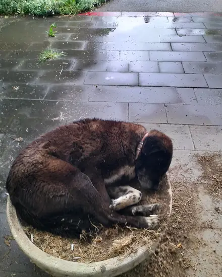 Gölge adlı köpeğin fotoğrafı
