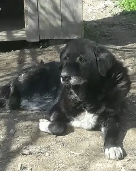 Görümce adlı köpeğin fotoğrafı
