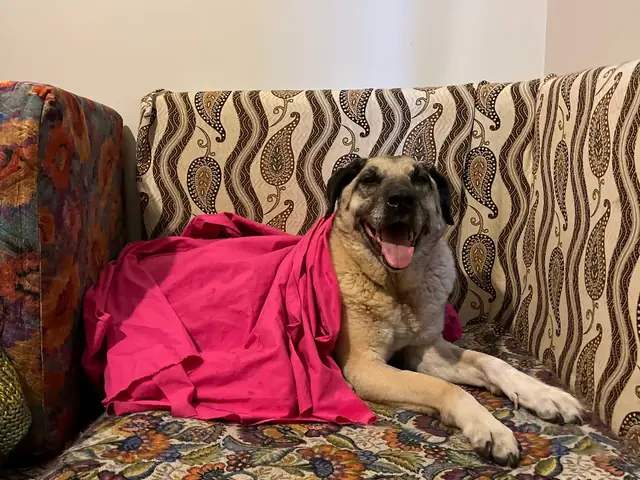Güçlü at home, up on the sofa