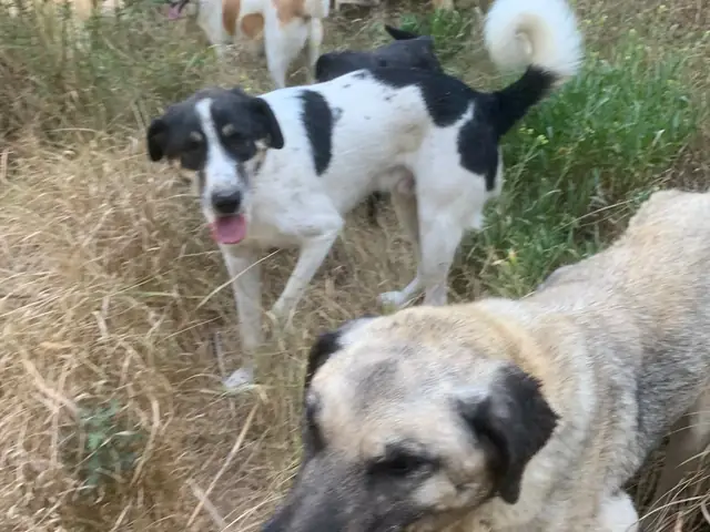 Güçlü out in the field with other dogs