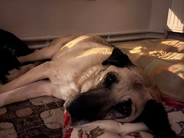 Güçlü lying at home with her head resting