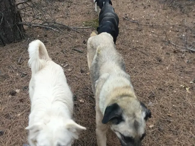 Güçlü walking beside a white dog
