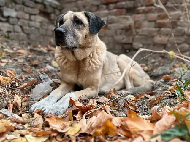 Güçlü on dry leaves in front of a brick wall
