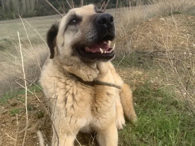Güçlü in the countryside, hills behind her