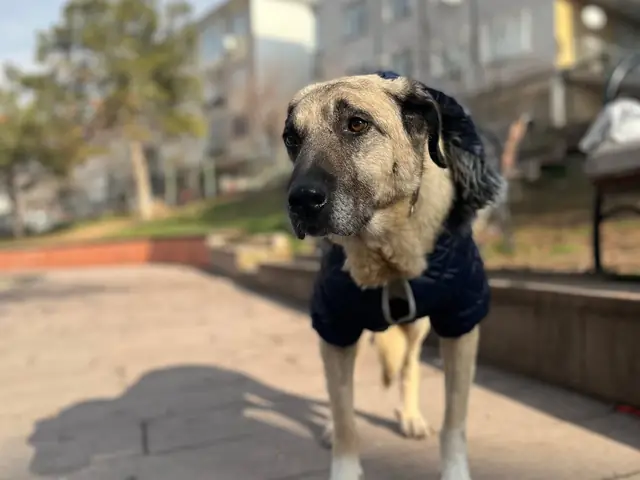 Güçlü walking on the pavement in her coat