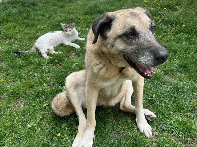 Güçlü on the grass with a white cat beside her