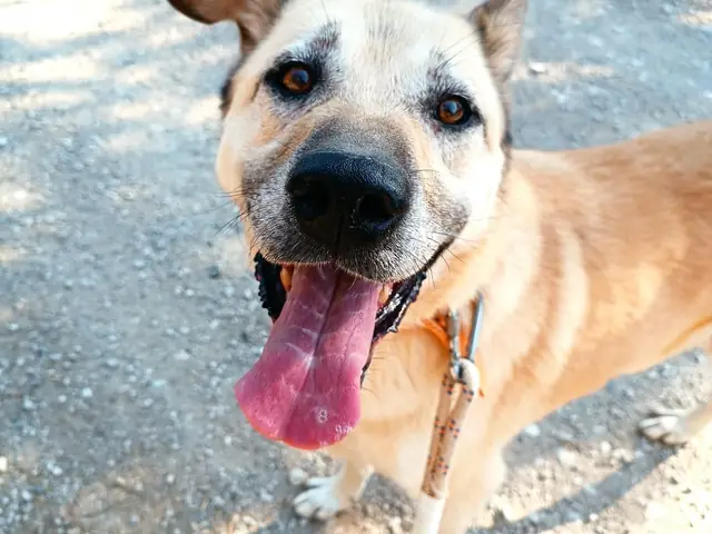 Güneş adlı köpeğin fotoğrafı