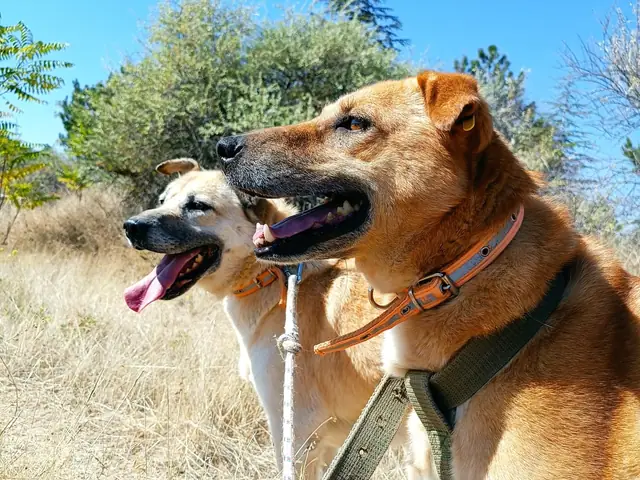 Güneş adlı köpeğin fotoğrafı