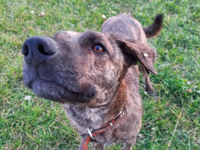 Hayati adlı köpeğin fotoğrafı