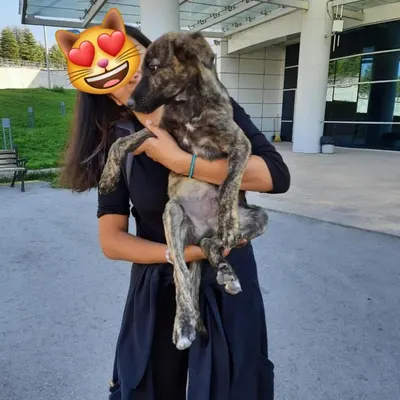 Hayati adlı köpeğin fotoğrafı