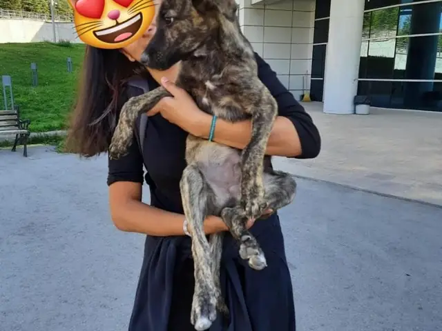 Hayati adlı köpeğin fotoğrafı