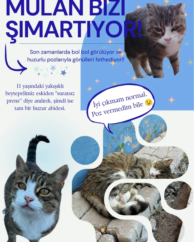 Mulan bizi şımartıyor: 11 yaşındaki “suratsız prens” artık huzur abidesi