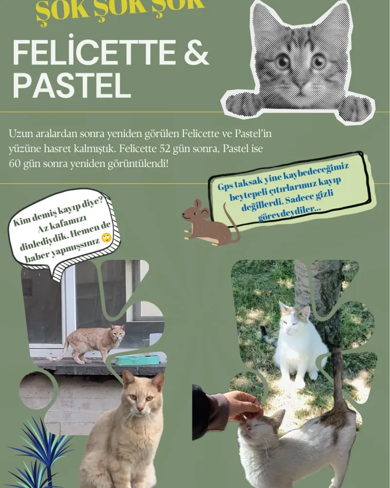 Felicette 52, Pastel 60 gün sonra yeniden görüldü