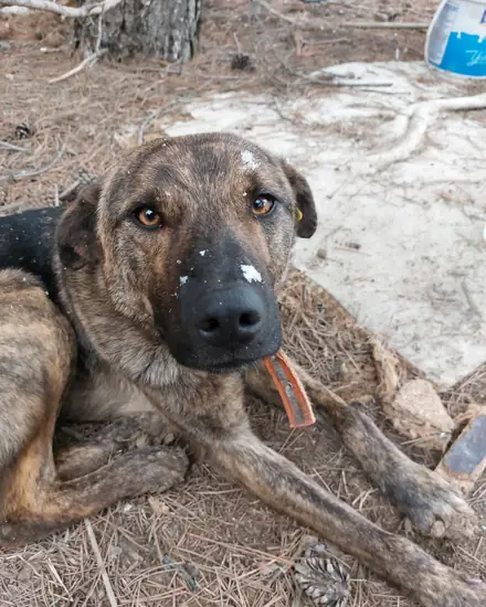 İlhami adlı köpeğin fotoğrafı