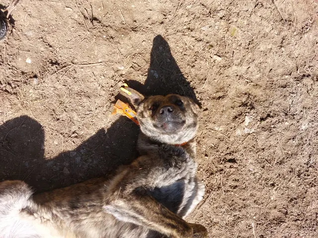 İlhami adlı köpeğin fotoğrafı