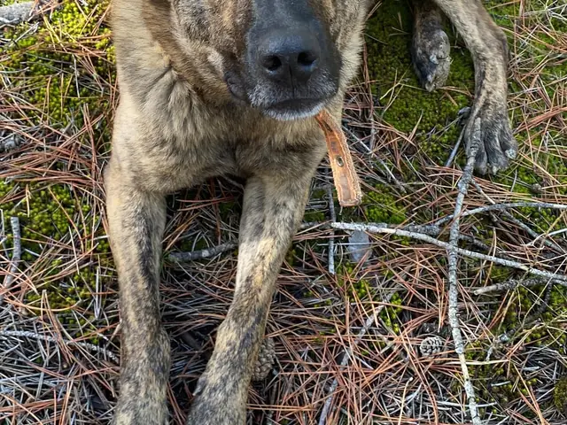 İlhami adlı köpeğin fotoğrafı
