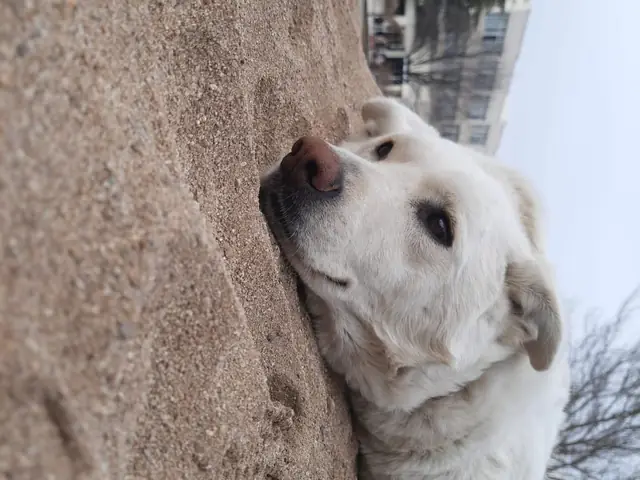 Itır ağaca yaslanmış
