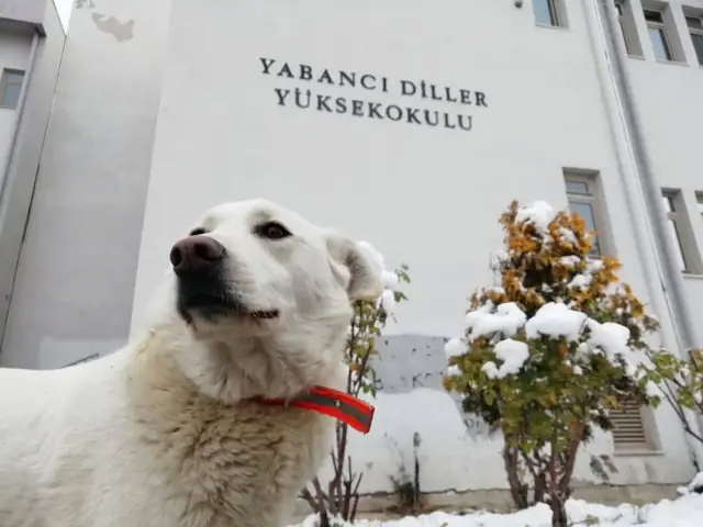 Itır karda