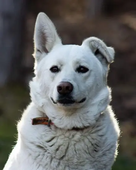 Itır adlı köpeğin fotoğrafı