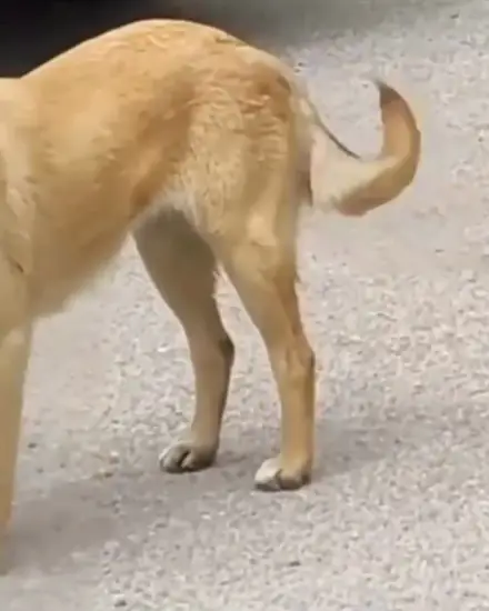Jülide adlı köpeğin fotoğrafı