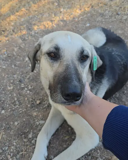 Kanka adlı köpeğin fotoğrafı