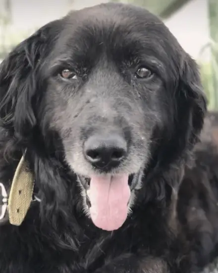 Kara adlı köpeğin fotoğrafı