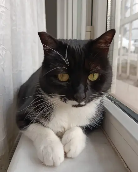 Karam adlı kedinin fotoğrafı