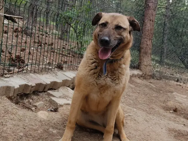 Kumral adlı köpeğin fotoğrafı