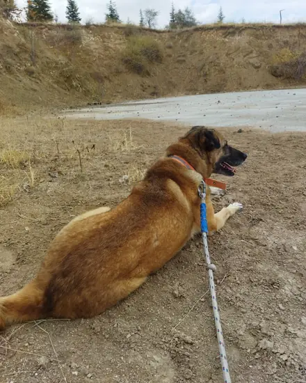 Kumral adlı köpeğin fotoğrafı