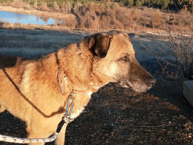 Kumral adlı köpeğin fotoğrafı