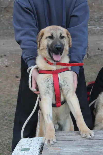 Kuzey